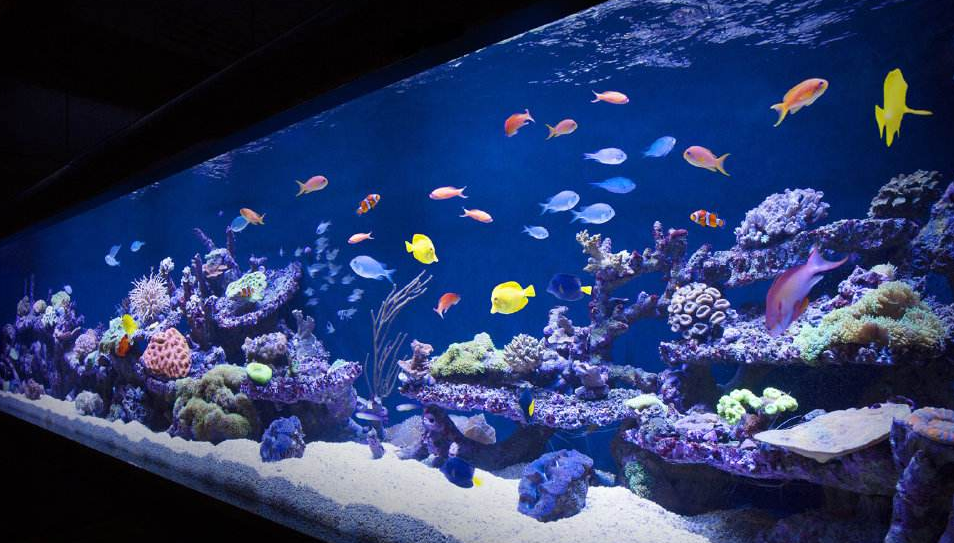 魚(yú)缸過(guò)濾器 魚(yú)缸過(guò)濾器